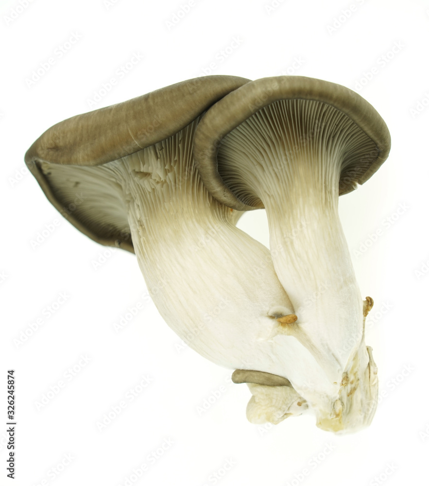 Fototapeta premium oyster mushroom isolated on white background