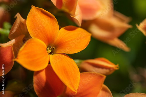 Close up of orange kalanchoe flower