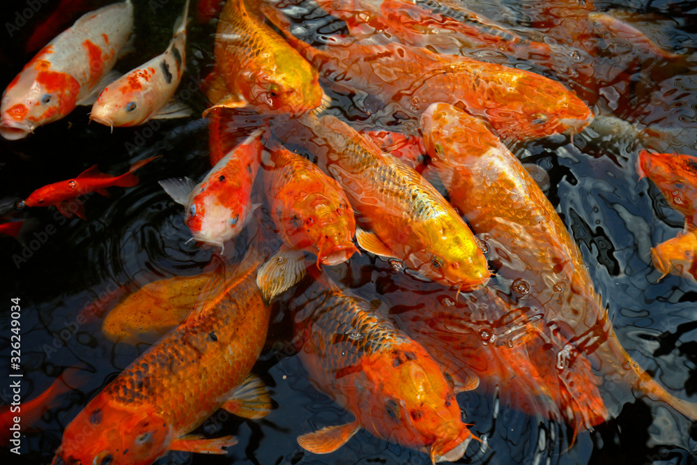 Goldfish in the pond Goldfish in the pond