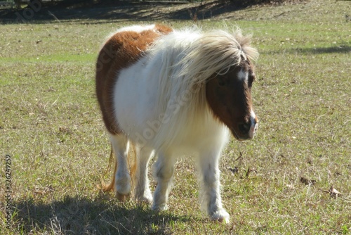 Pony horse in the field on Florida farm, closeup 