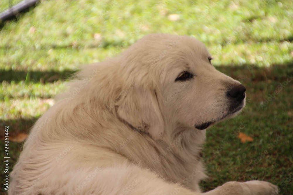 Large White Golden Retriever Dog