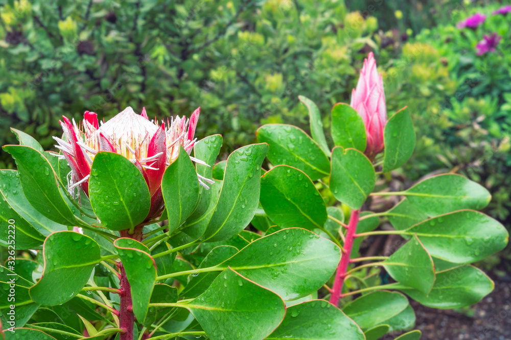 King Protea flower in the rain - Australian native flowers- at Mount Tomah Botanical Garden in the Blue Mountains, NSW, Australia. King Protea flower in the rain - Australian native flowers- at Mount Tomah Botanical Garden in the Blue Mountains, NSW, Australia.