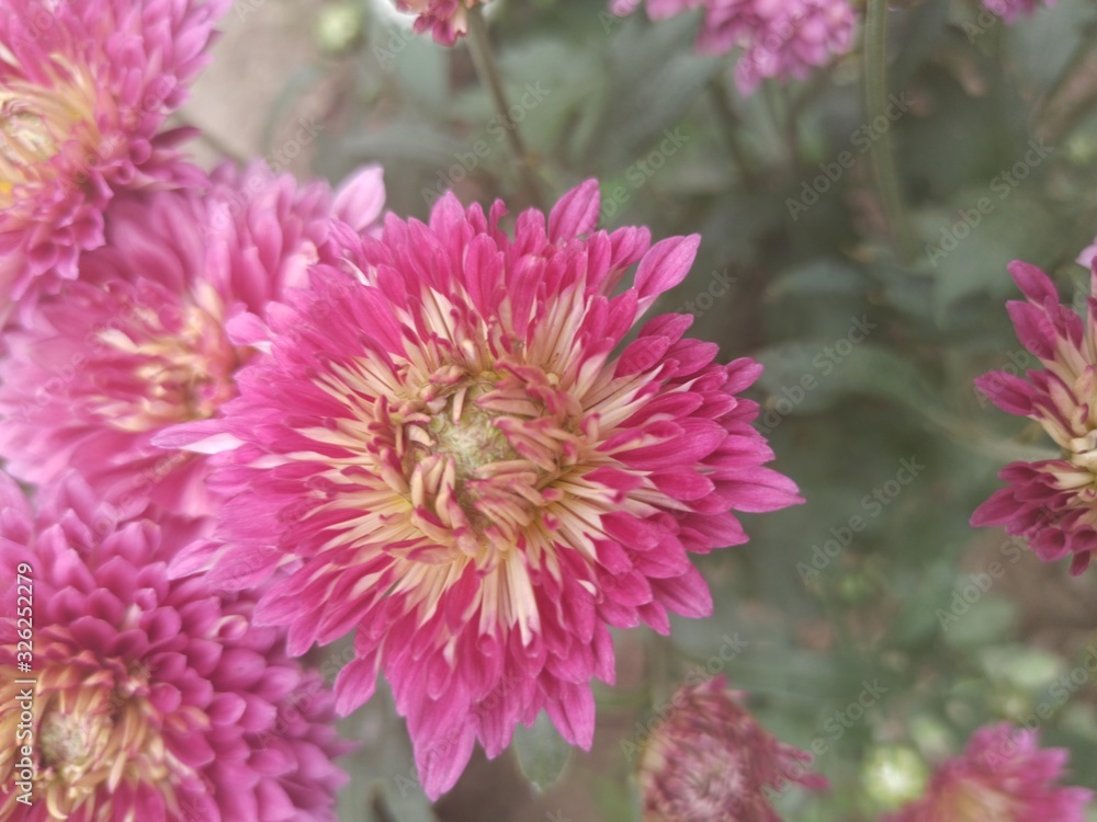 Pink Red Yelow white Flower Gurden Pink Red Yelow white Flower Gurden