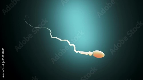 Fertilization, sperm marathon to fertilize the egg