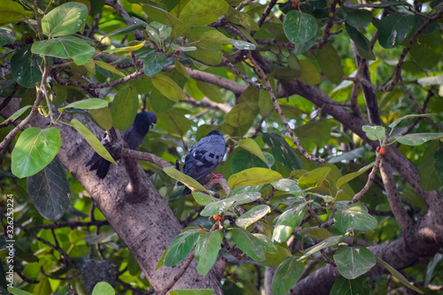 Pigeon sitting on the branch of a tree near Yamuna Ghat in Delhi India, Pigeon searching for food during morning time