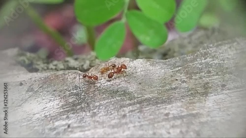 red ants are walking on the ground