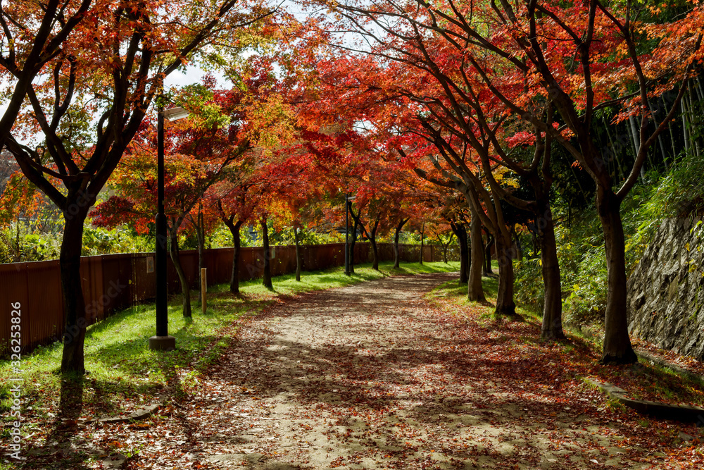 Naklejka premium 紅葉するイロハモミジの通り抜け