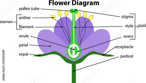 diagram of a flower structure