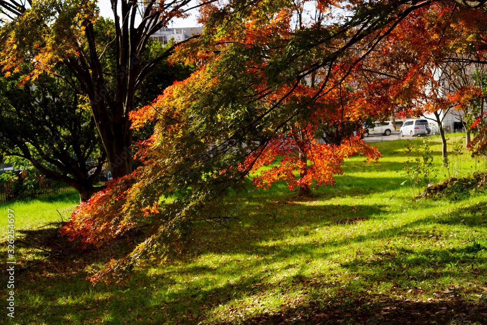 イロハモミジの紅葉 イロハモミジの紅葉