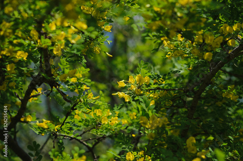 Blooming caragana arborescens. Yellow buds and flowers mixed with green leaves.