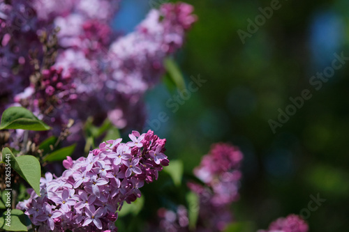 Blooming lilac under sunlight.