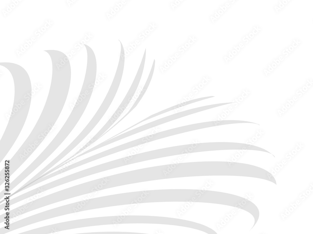 Fototapeta premium Kokos pozostawia cień na białym tle na abstrakcyjnym tle