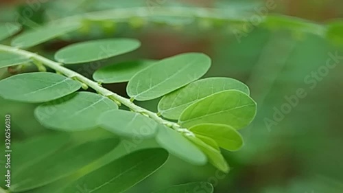 Green leaves sunlit background in slow motion. Stunning natural foliage texture.