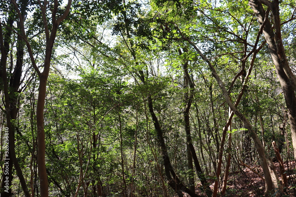 Fototapeta premium 猿投山の登山の景色