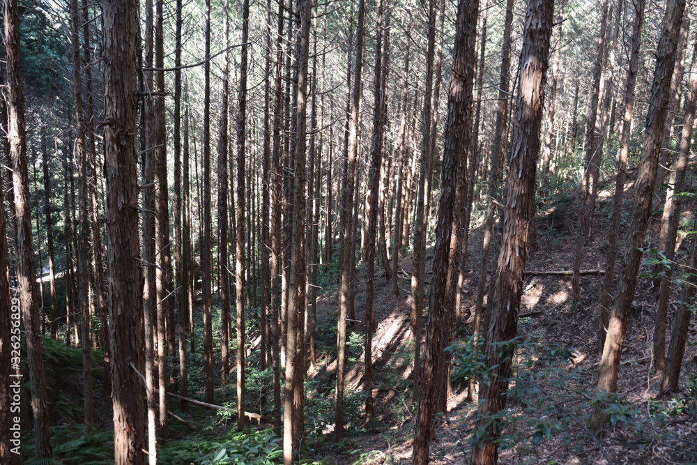 Naklejka premium 猿投山の登山の景色