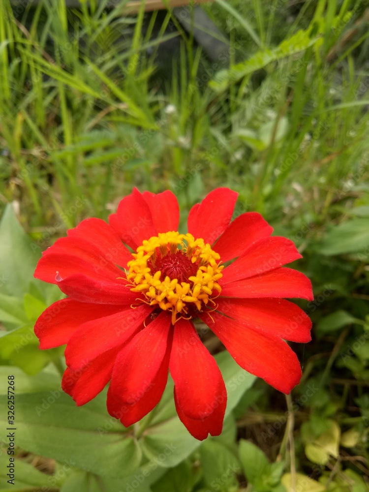 image of This red flower is called a paper flower image of This red flower is called a paper flower