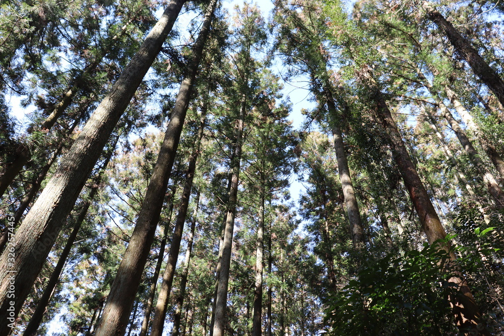 Fototapeta premium 猿投山の登山の景色