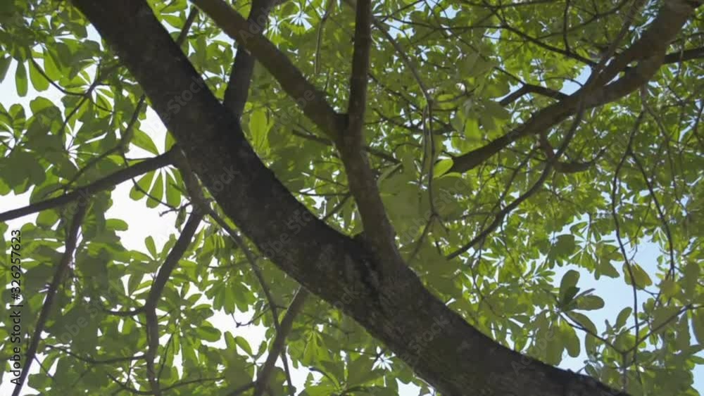 Moving under green foliage tree against sunlight. Look Up View in Tropical Forest Background. Travel Vacation Nature Concept. Moving under green foliage tree against sunlight. Look Up View in Tropical Forest Background. Travel Vacation Nature Concept.