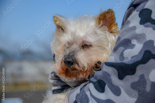 犬