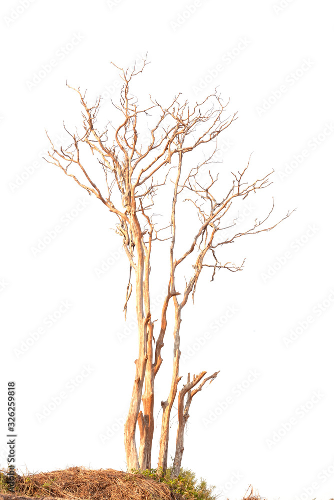 Dead tree on the cliffs isolated on white background. Dead tree on the cliffs isolated on white background.