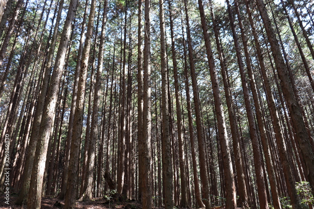 Fototapeta premium 猿投山の景色