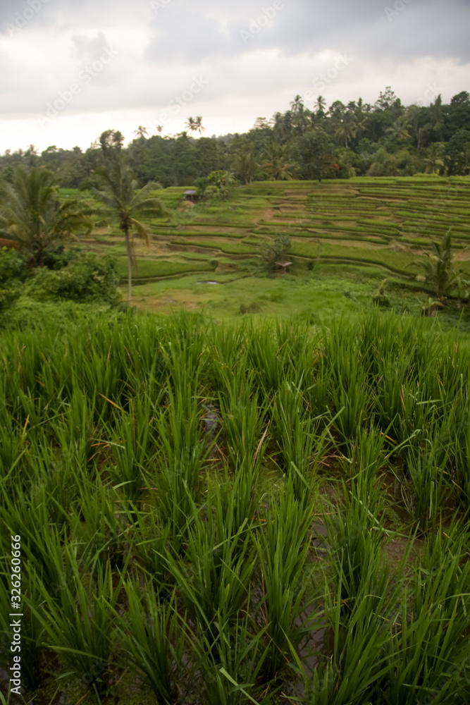 The rice fields of Jatiluwih (Bali) during the rainy season The rice fields of Jatiluwih (Bali) during the rainy season