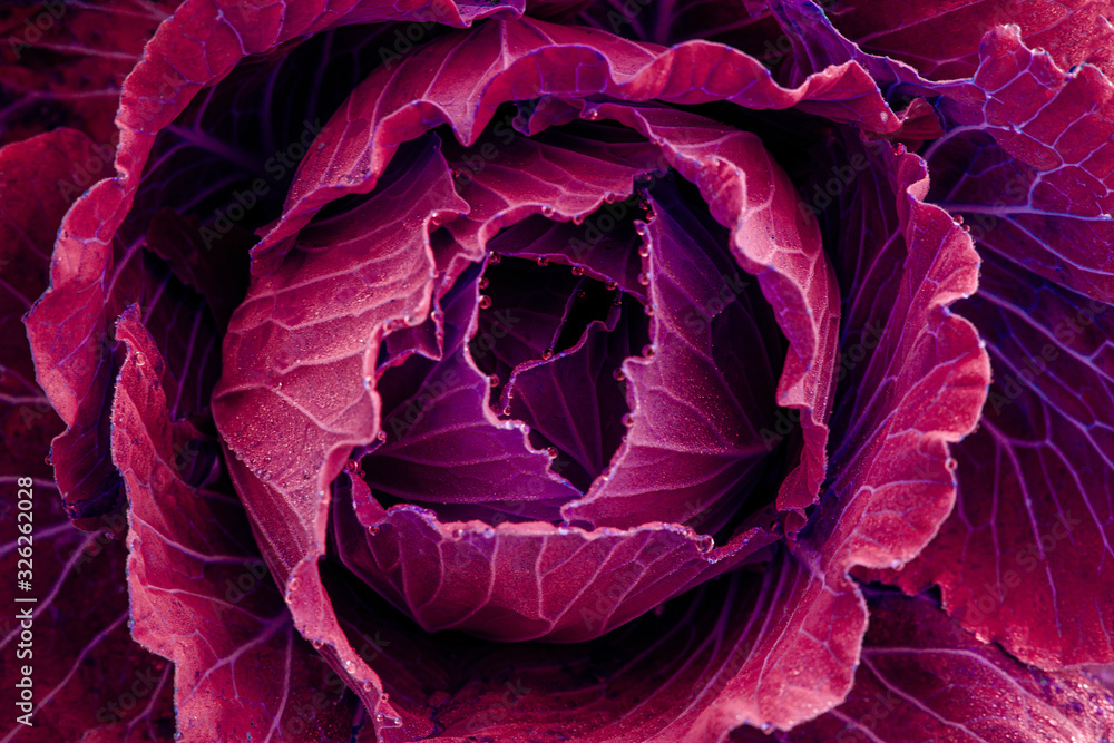 Obraz premium closeup nature view of Cabbage in garden, dark wallpaper concept, nature background, tropical purple leaf