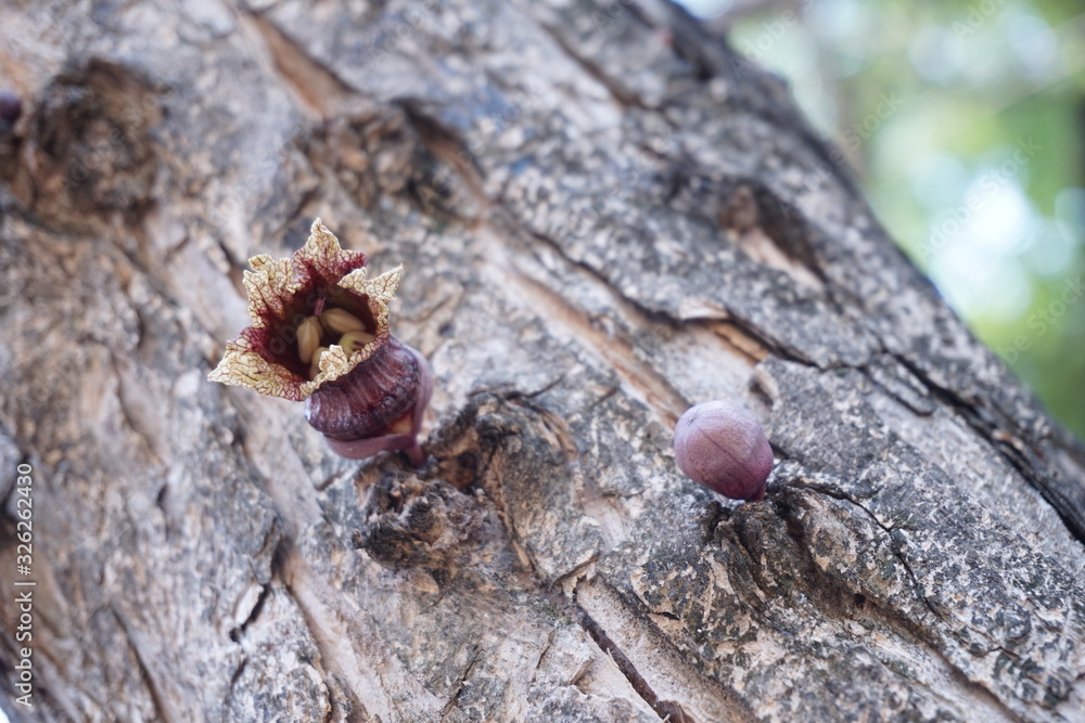 Flowering trees in the forest. Flowering trees in the forest.