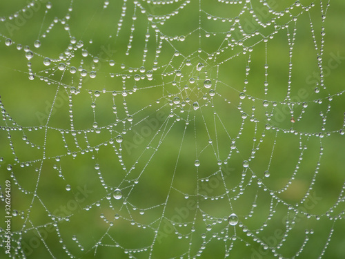 Rain drops on the spider web