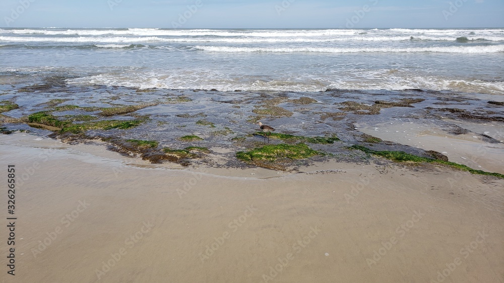 rochas e musgo na praia