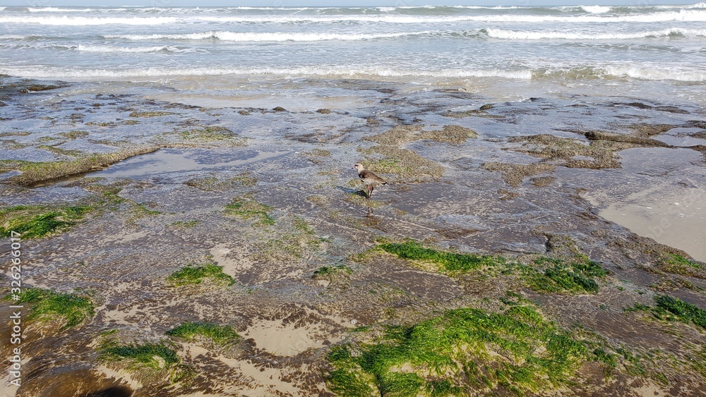 rochas e musgo na praia
