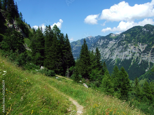 Evergreen forest or coniferous trees on the slopes of the Liechtenstein Alps mountain range, and in the Naaftal and Saminatal alpine valleys - Steg, Liechtenstein photo