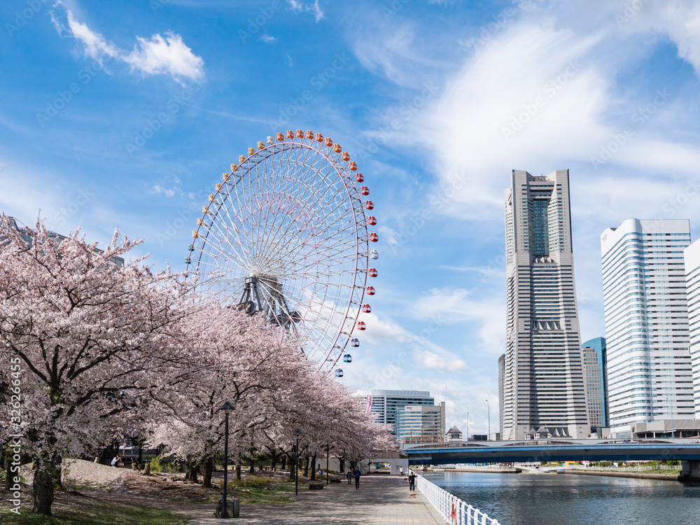 桜が満開の春。日本の神奈川県横浜市のみなとみらい地区の風景。