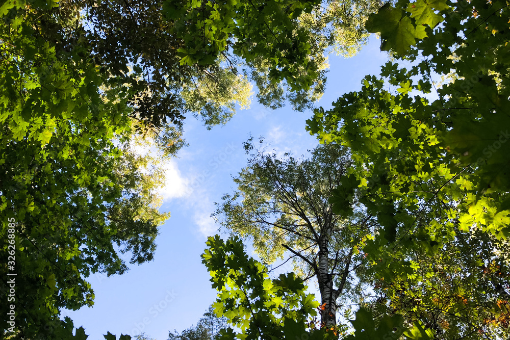 Vignette of green tree branches with blue sky Vignette of green tree branches with blue sky