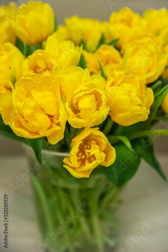 Spring bright yellow tulips in a vase. Hello Spring and Woman day concepts