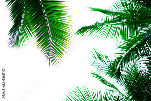 Blurred coconut trees with clear sky in summer holiday concept