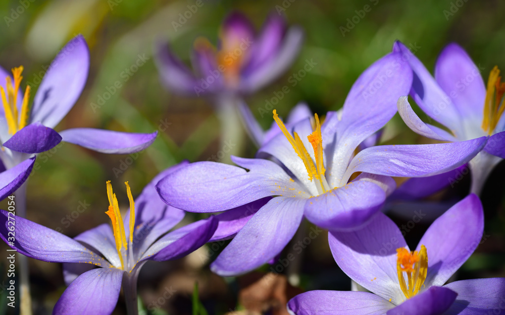 Close-up of a purple blooming crocus with opened petals and dainty seed threads in spring in the early bloom as a messenger of hope Close-up of a purple blooming crocus with opened petals and dainty seed threads in spring in the early bloom as a messenger of hope