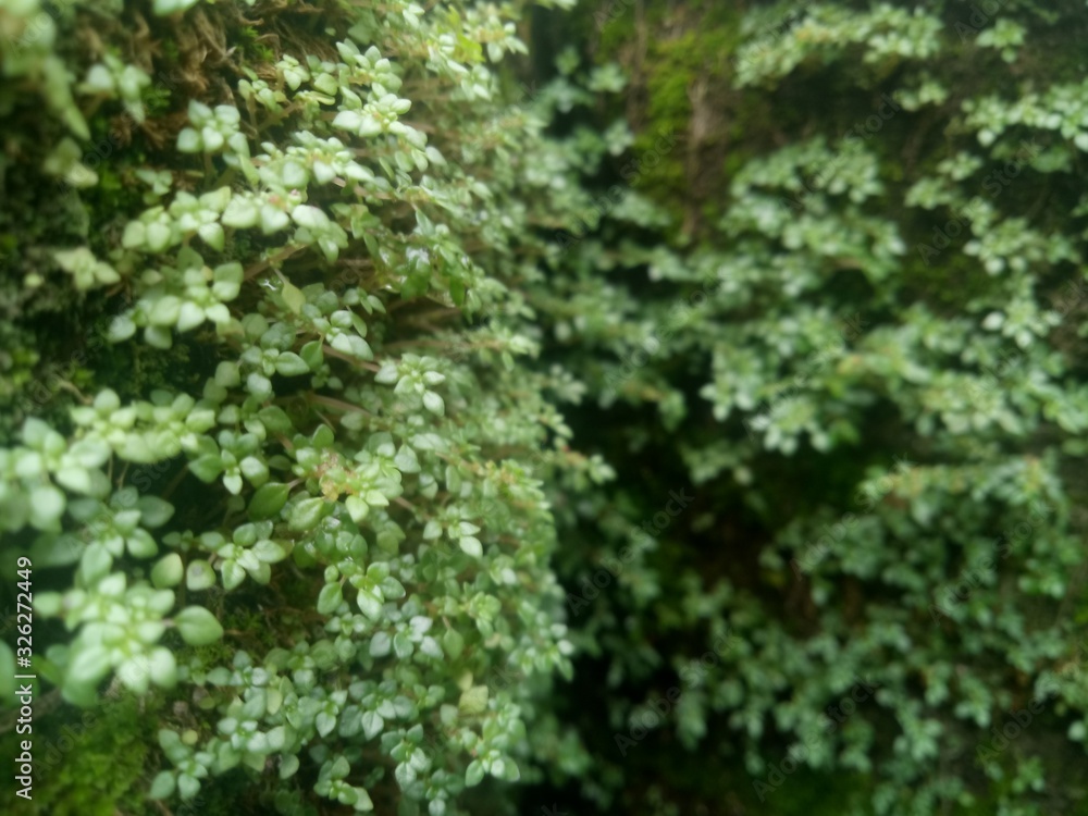 wild green plants cling to walls. as background