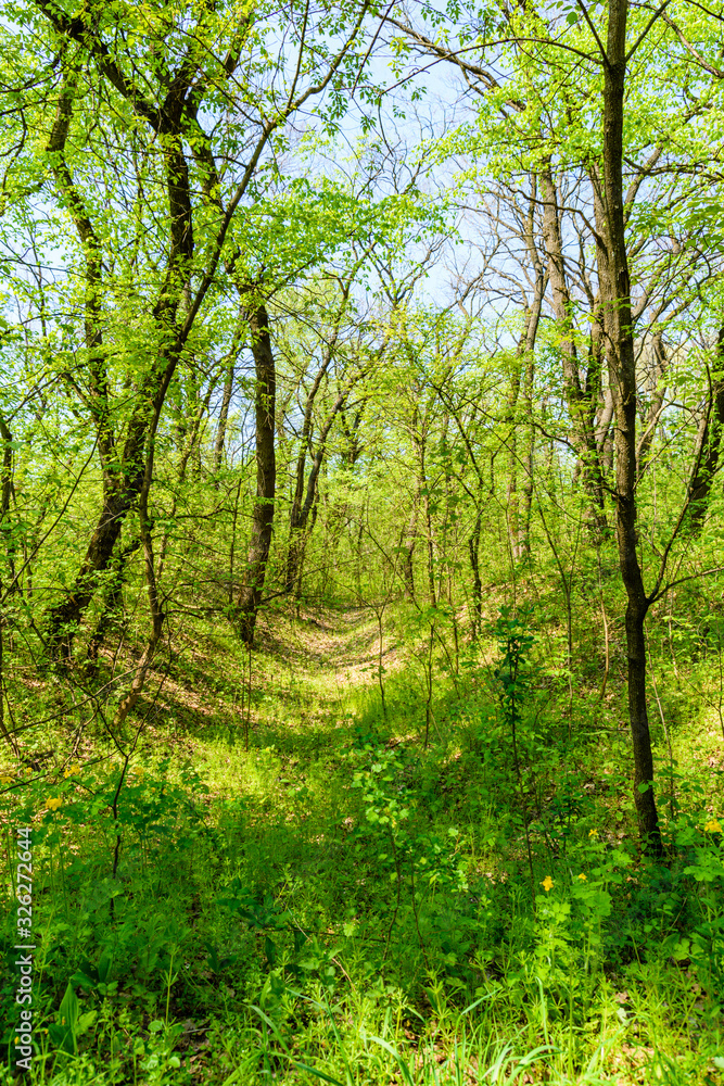 Naklejka premium View on green forest at summer