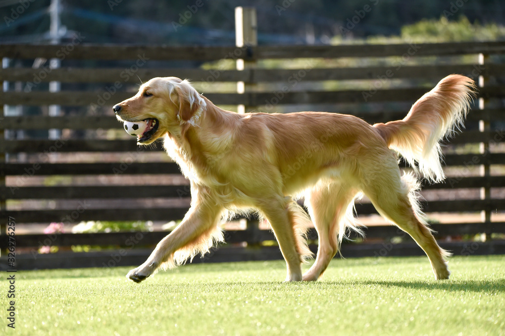 ゴールデンレトリバー