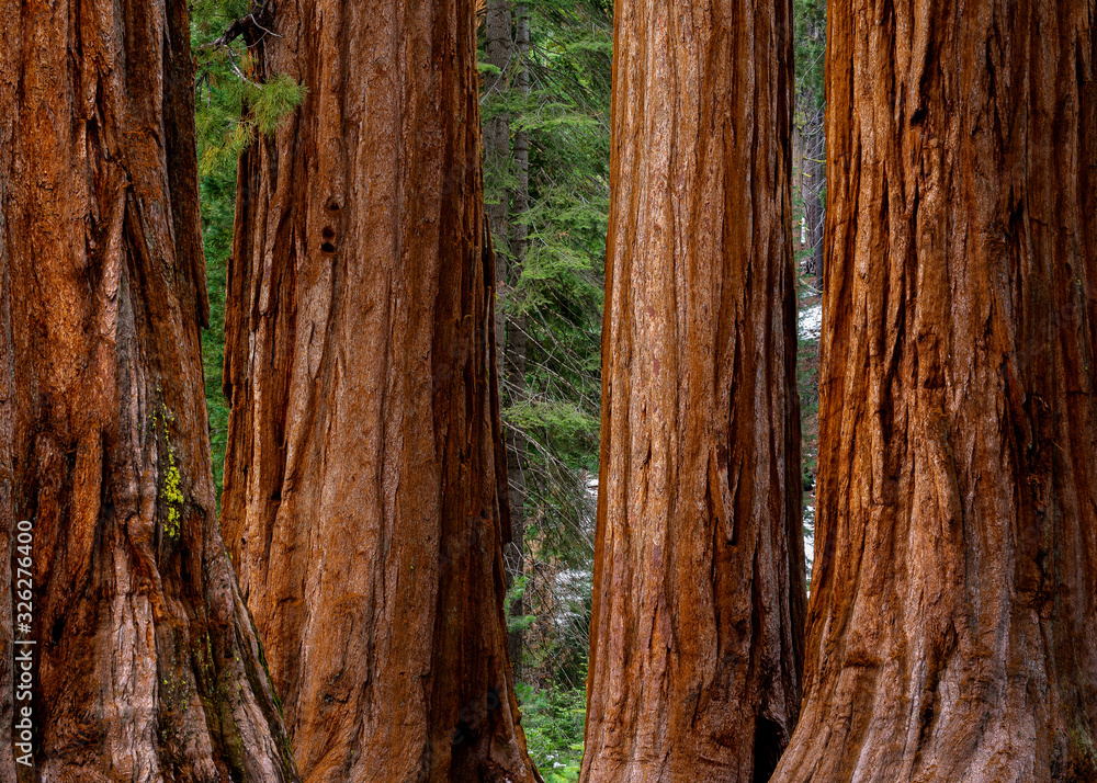 Giant Sequoias Giant Sequoias