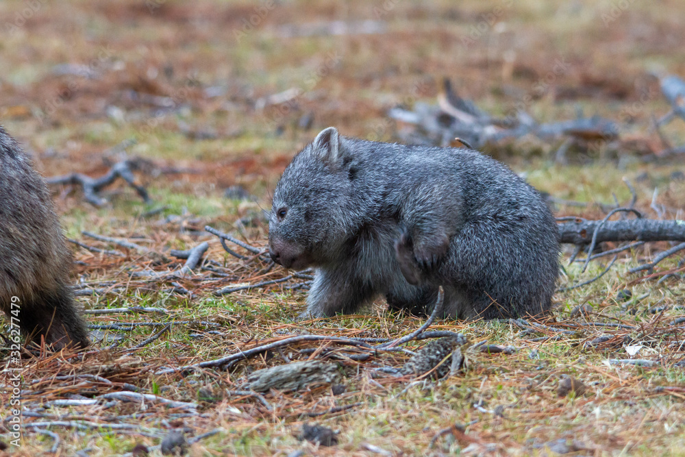 Juvenile wombat scratching itself Juvenile wombat scratching itself