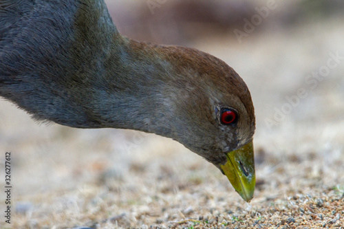 Closeup of the head of a Tasmanian Nativehen photo