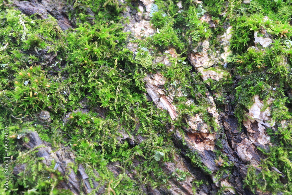 Tree bark. Green moss. Abstract background. Macro. Tree bark. Green moss. Abstract background. Macro.
