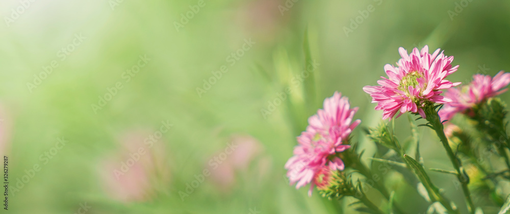 Obraz premium pink flower on green background
