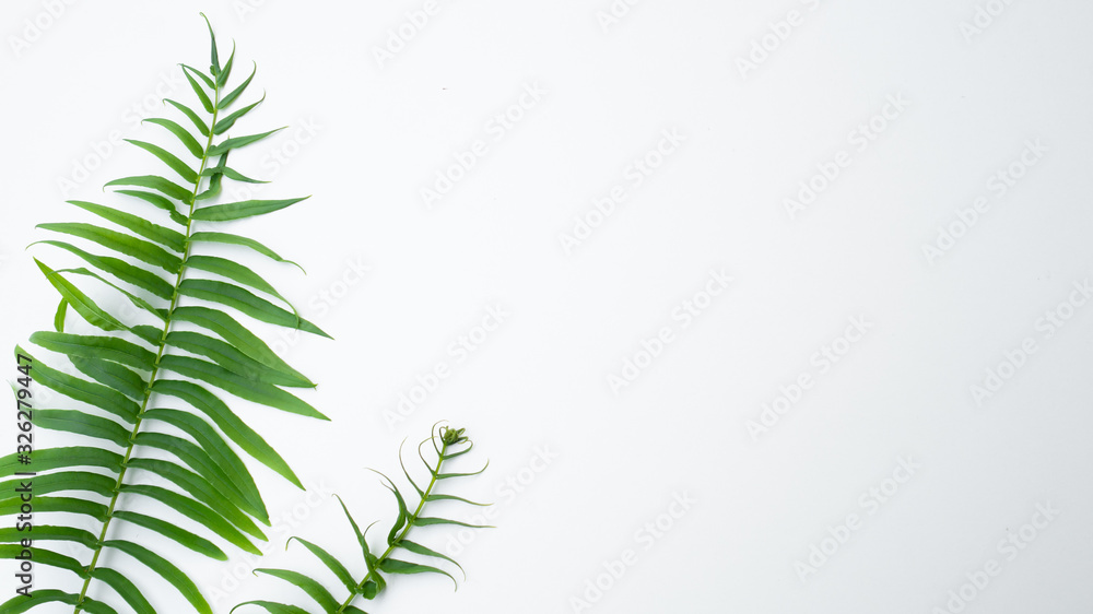 ferns isolated on white background, for copy-space