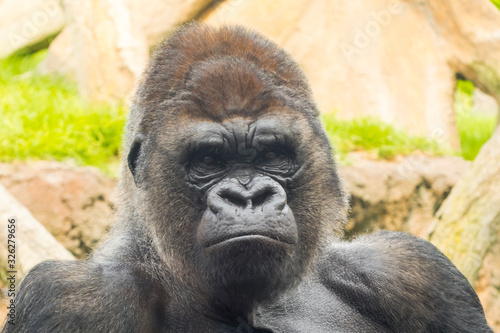 A big and dominant western lowland gorilla male © belizar