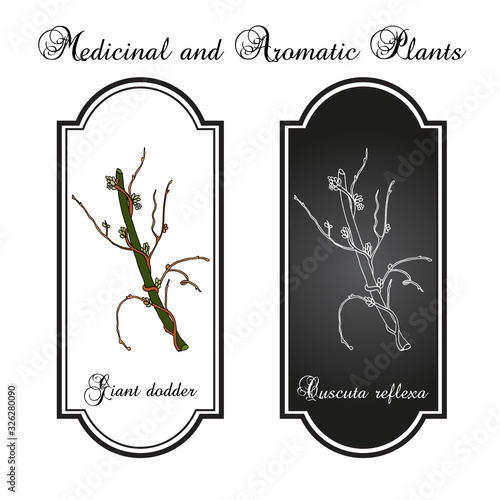 Giant dodder cuscuta reflexa , medicinal plant