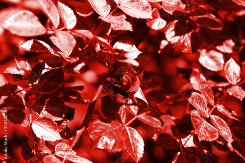 Beautiful rose flower in summer garden on a sunny day. Red color toned