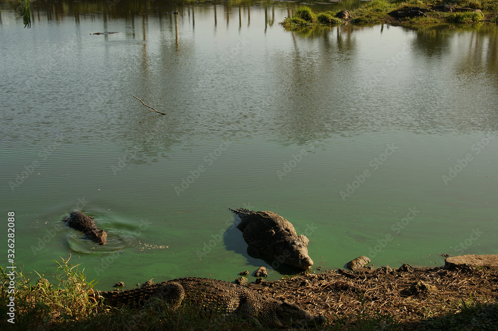Fototapeta premium Cuban crocodile (Crocodylus rhombifer). Wild crocodile in water